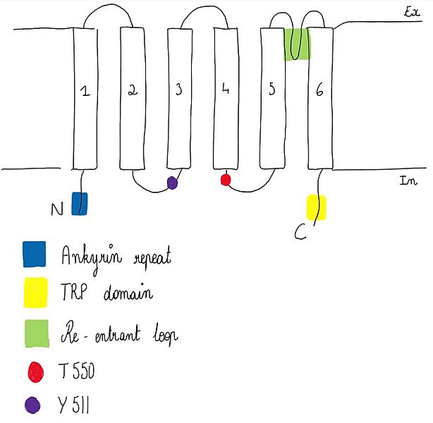 Image:TRPV1 structure.jpg