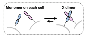 Simple Demonstration of X-dimer binding