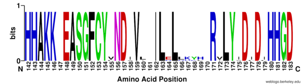 Figure 1: Weblogo representation comparing conservation of residues (143-182 in HDAC8)  to homologous sequences in all class I HDACs. Nearly all active site, zinc binding, and binding pocket residues are conserved across all class I HDACs.