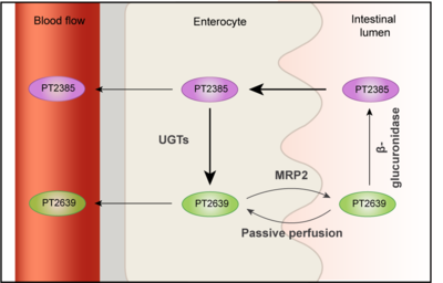 Absorption of PT2385 from the intestine