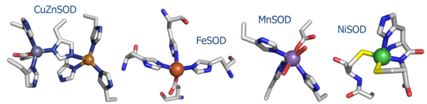 Fig. 1: Active site structures of the four known SOD's.