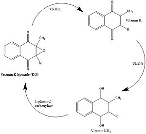 Figure 1. Vitamin K Cycle λ-glutamyl carboxylase uses Vitamin KH2 to carboxylate blood clotting cofactors, converting KH2 to KO in the process. Prothrombin is shown as an example of a blood clotting cofactor that later enters the coagulation cascade. VKOR converts KO back to KH2 via two steps with Vitamin K as an intermediate.