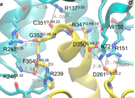 Figure 4:Salt bridge formation (PUBMED id PMID: 27332120)