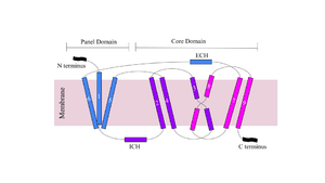 Figure 1.Cartoon of NTCP topology. PDB file 7ZYI.
