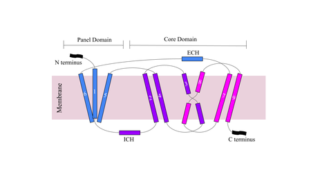 Figure 3. Cartoon of NTCP topology. This image depicts a basic overview of NTCP structure. The panel domain is shown in blue, while the core domain is shown in pink and purple. The ICH and ECH connect their respective domains to the other. The N-terminus, as shown, is extracellular, whereas the C-terminus is intracellular.