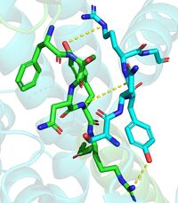 Figure 4. Shows the interactions between residues His69-Gly87. One dimmer is shown in blue and the other in green(6vyi).