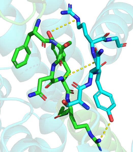 Image:Hbond.jpg
