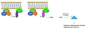 Figure 1. Schematic representation of RAS/RAF/MEK/ERK pathway after assembly of SHOC2-PP1C-MRAS complex. 