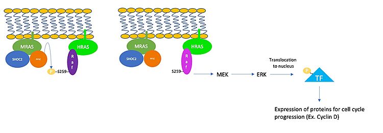 Figure 1. Schematic representation of RAS/RAF/MEK/ERK pathway after assembly of SHOC2-PP1C-MRAS complex. 