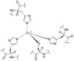 Zn+2 Coordination to amino acid residues on three of the four 𝝰 helices of DgcZ