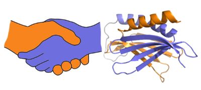 A PUR domain is analogous to a left-handed handshake. PUR repeat I-II represented from 5fgp.