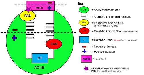 Schematic illustration of the AChE/FAS-II complex.