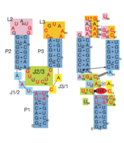 Fig. 1: Left: Secondary structure of riboswitch. Right: Riboswitch with bound ligand