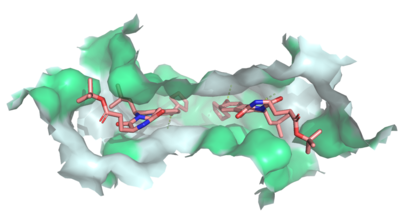 Figure 3: MZ29 bound to cavity 1 of ABCG2 (6FFC). Two MZ29 are shown in sticks and are colored by element. Hydrophobic interactions between the surface of cavity 1 and MZ29 are shown in green.