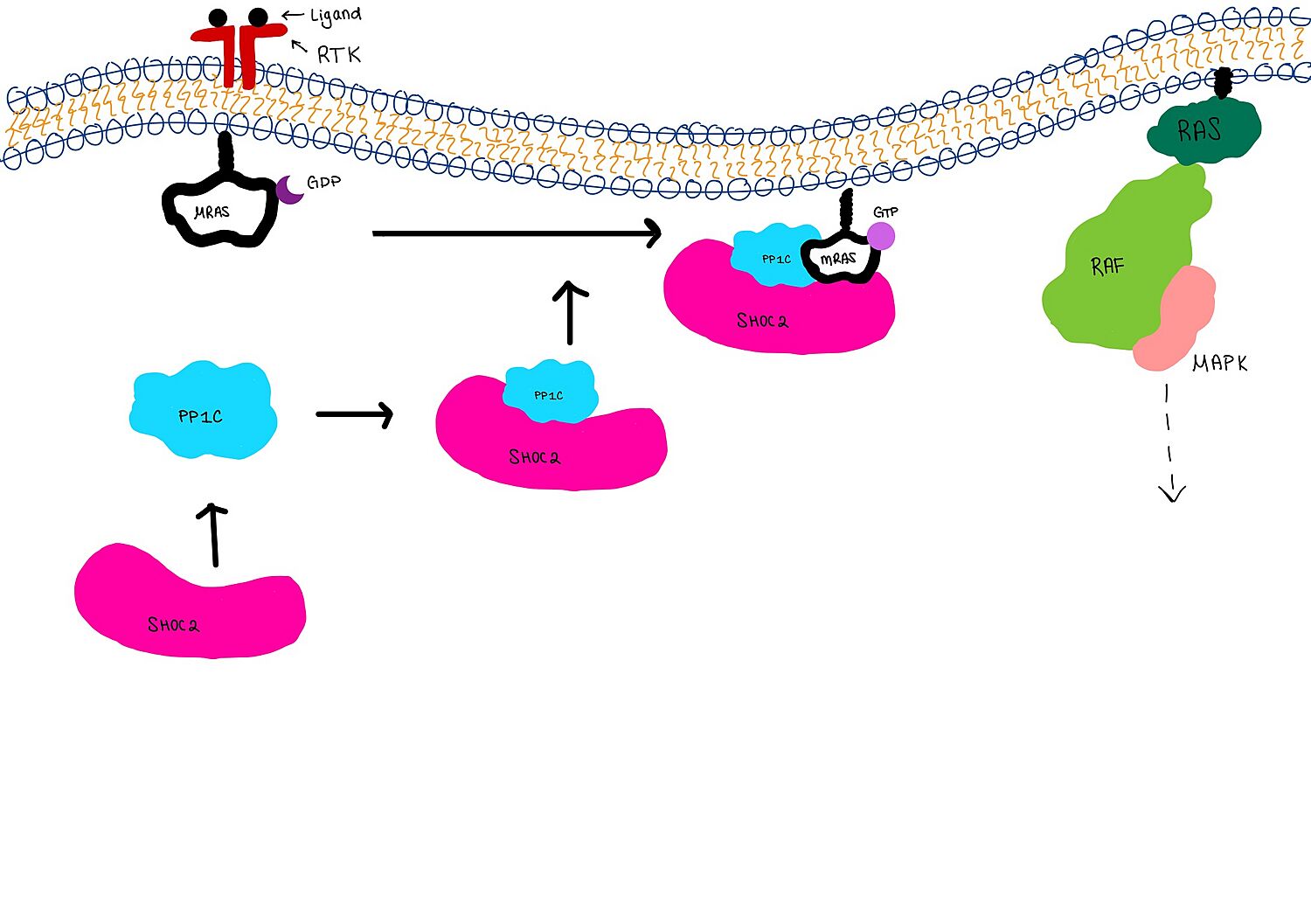 Figure 1: Mechanism for Shoc2-MRAS-PP1C