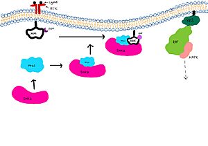 Activation of Esomeprazole to sulfenamide7. R1=OCH3, R2=CH3, R3=CH3, R4=CH3, X=CH, Bz=benzimidazole, Py=pyridine.7 Mechanism: (1) protonation of Py, (2) protonation of Bz, (3) intramolecular rearrangement of BzH+-Py, forms sulfenic acid (4) dehydration to form sulfenamide (5) disulfide bond formation between enzyme Cys residues and sulfenamide.