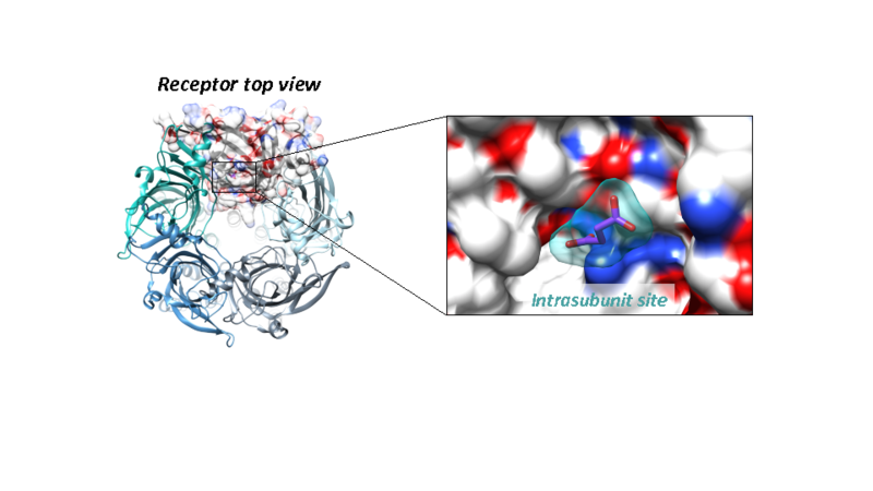 Image:Proteopedia-figure2-ok.png