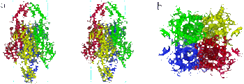 Figure 3. Quaternary Structure of PAL. The four individual monomers are color-coded in red, green, blue, and yellow, displaying the approximate 222 symmetry of the PAL tetramer.(a) Stereoview of PAL from a side perspective. The bracketed areas represent the residues, arranged in a fan, that are present in PAL and absent in HAL. (b) Top perspective of the PAL tetramer. This view looks down into the active sites of two of the subunits; the other two active sites would be seen from a bottom view.