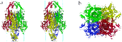 Figure 3. Quaternary Structure of PAL. The four individual monomers are color-coded in red, green, blue, and yellow, displaying the approximate 222 symmetry of the PAL tetramer.(a) Stereoview of PAL from a side perspective. The bracketed areas represent the residues, arranged in a fan, that are present in PAL and absent in HAL. (b) Top perspective of the PAL tetramer. This view looks down into the active sites of two of the subunits; the other two active sites would be seen from a bottom view.