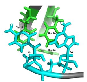 Figure 4: C1 and A2 interactions with the ligand