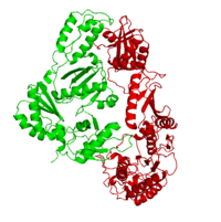 Crystal Structure of unliganded HIV-1 Reverse transcriptase, 1hmv