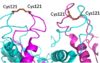 Figure 1. Cysteine 121 positioning in the inactive (left) vs the active (right) mGlu conformation