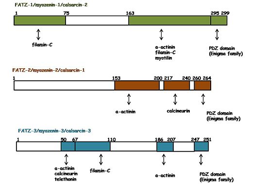 Binding regions on FATZ proteins