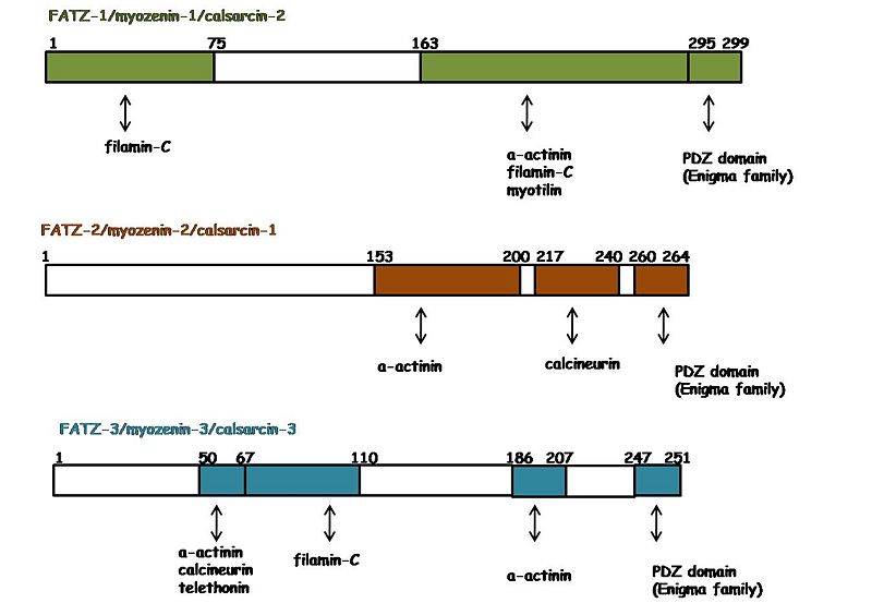 Image:FATZ binding map.jpg