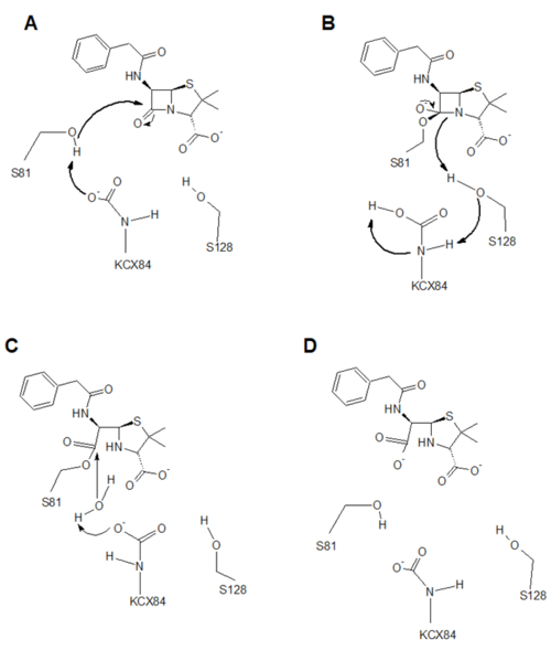 The mechanism of attack involves a catalytic serine residue, a carboxylated lysine, and another active site serine which contributes to proton movement (A). A high energy tetrahedral intermediate (B) is generated and an acyl enzyme intermediate (C) is formed after the cleavage of the four-membered ring. KCX84 activates the deacylating water which completes the reaction leaving a hydrolyzed β-lactam ring and a regenerated β-lactamase.