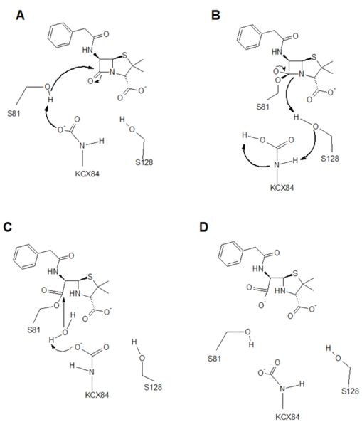 Image:Beta-lactamase resized mechanism.png
