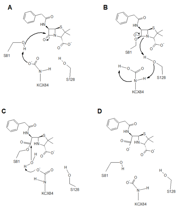 The mechanism of attack involves a catalytic serine residue, a carboxylated lysine, and another active site serine which contributes to proton movement (A). A high energy tetrahedral intermediate (B) is generated and an acyl enzyme intermediate (C) is formed after the cleavage of the four-membered ring. KCX84 activates the deacylating water which completes the reaction leaving a hydrolyzed β-lactam ring and a regenerated β-lactamase.