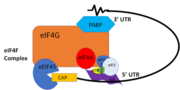 350px "Figure 1:" Closed loop model of the eIF4F complex and PABP creating a loop out of the mRNA