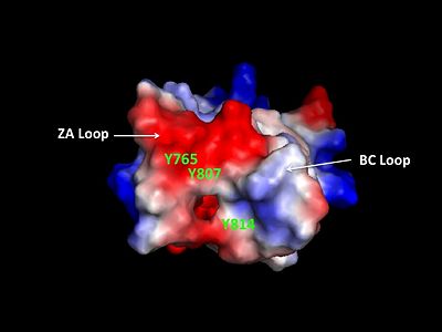 Hydrophobic pocket of the bromodomain. Three tyrosine residues line the hydrophobic pocket as a potential site for protein-protein interactions.