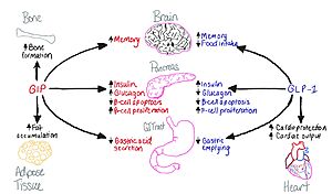 Figure 1: Disctinction of functions between the GIP and GLP-1 receptors.