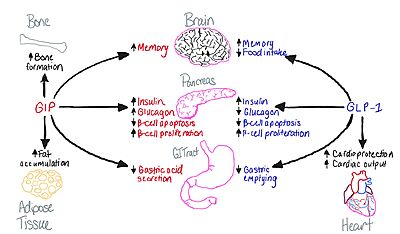 Figure 1: Distinction of functions between the GIP and GLP-1 receptors.