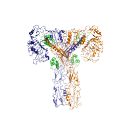 Figure 2: Insulin receptor in the active "T" shape conformation with four insulins bound