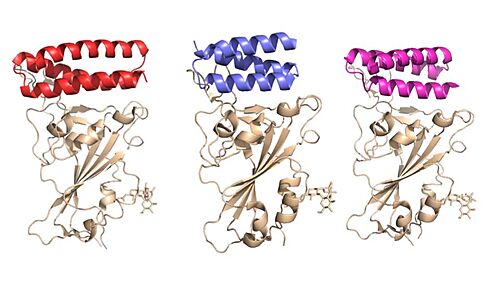 Figure 1. Image of the individual helices of AHB2, LCB1, and LCB3, respectively, bound to the RBD of the spike protein.