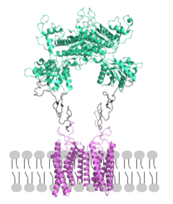 Figure 2. Proper orientation of mGlu about the cell membrane.