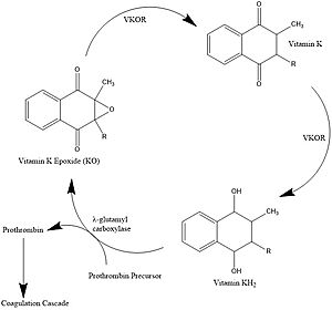 Figure 1. Vitamin K Cycle λ-glutamyl carboxylase uses Vitamin KH2 to carboxylate blood clotting cofactors, converting KH2 to KO in the process. Prothrombin is shown as an example of a blood clotting cofactor that later enters the coagulation cascade. VKOR converts KO back to KH2 via two steps with Vitamin K as an intermediate.