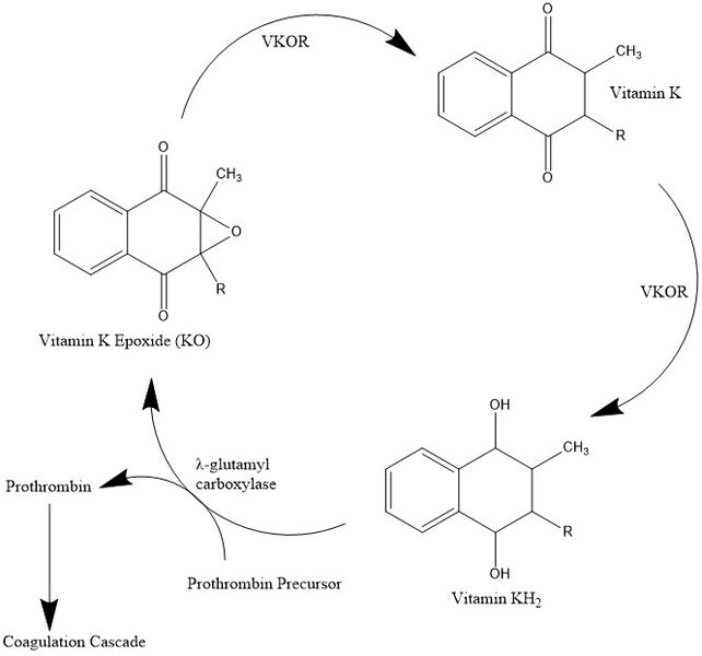 Image:Vitamin K Cycle 2.jpg