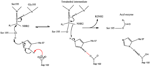 The Charge Relay Mechanism of serine proteases