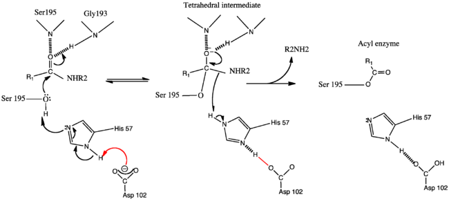 The Charge Relay Mechanism of serine proteases
