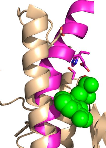 Image:Ebselen inhibition.jpeg