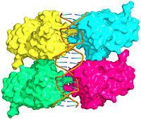 Crystal structure of p53-DNA complex; PDB ID# 3KZ8 (cite).