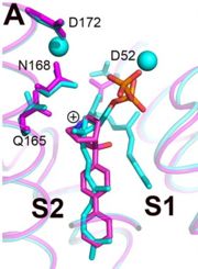 Structures of BPH-651, a 3-OH quinuclidine inhibitor, bound to CrtM
