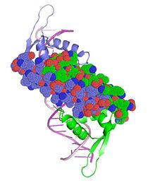 Interactions between a4 helices facilitates dimerisation of RTP on the Ter DNA site.