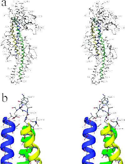 Figure 4. Tertiary structure of PAL. The three central core helices, leading to the active site, are colored blue, green, and yellow. (a) Stereoview of the PAL monomer with residue numbering. (b) Stereoview of MIO and Phe413 interactions with the three central helices, polarized with their N termini directed toward the active site. Hydrogen bonds are indicated by dashed lines. 