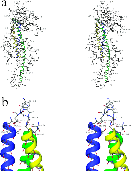 Image:Tertiary Structure.gif