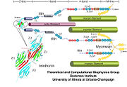 Titin scheme