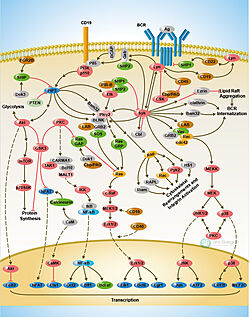 Figure 2. The Signal pathway for the response to an antigen by the B-cell receptor. Image obtained from Sino Biological.